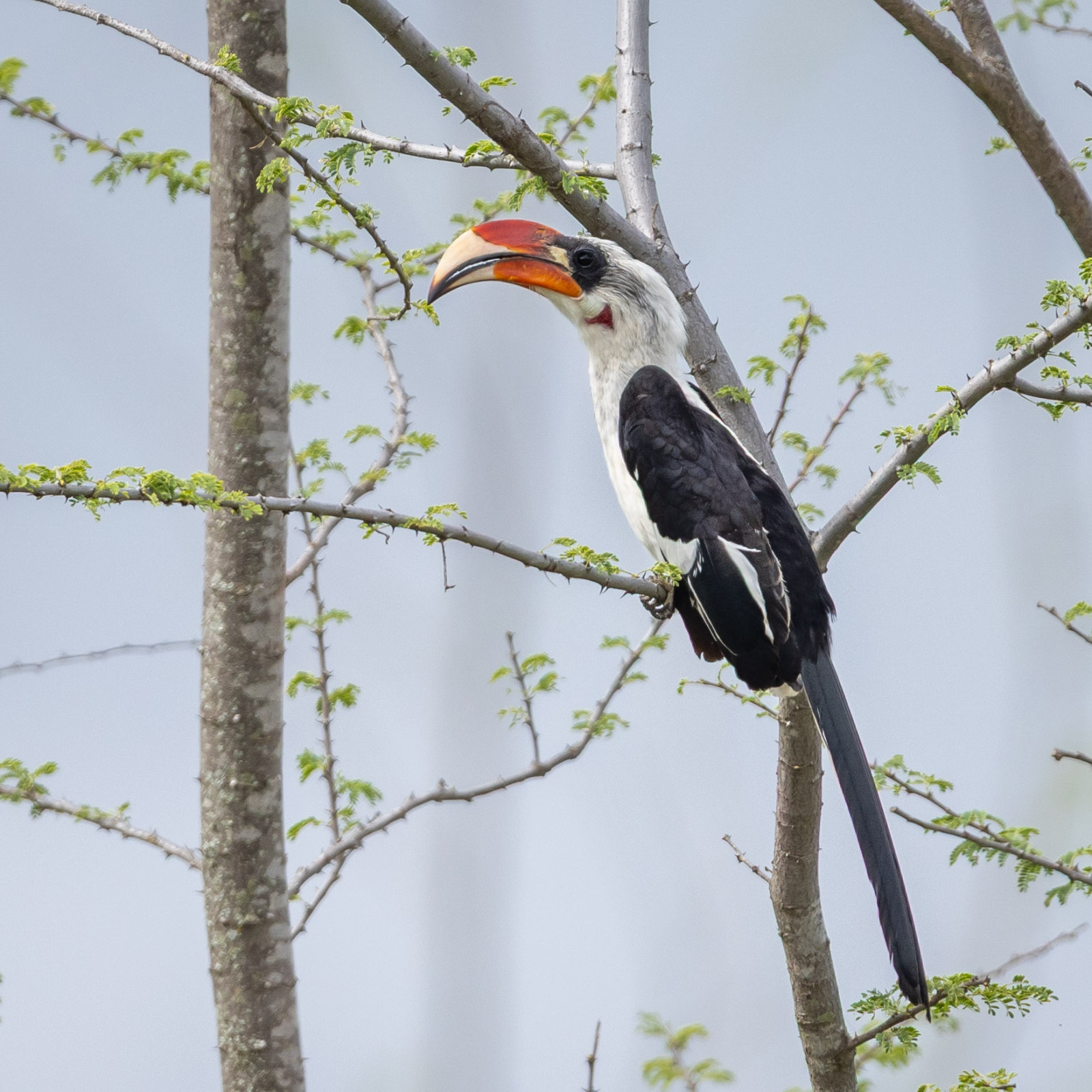 image Von der Decken's Hornbill